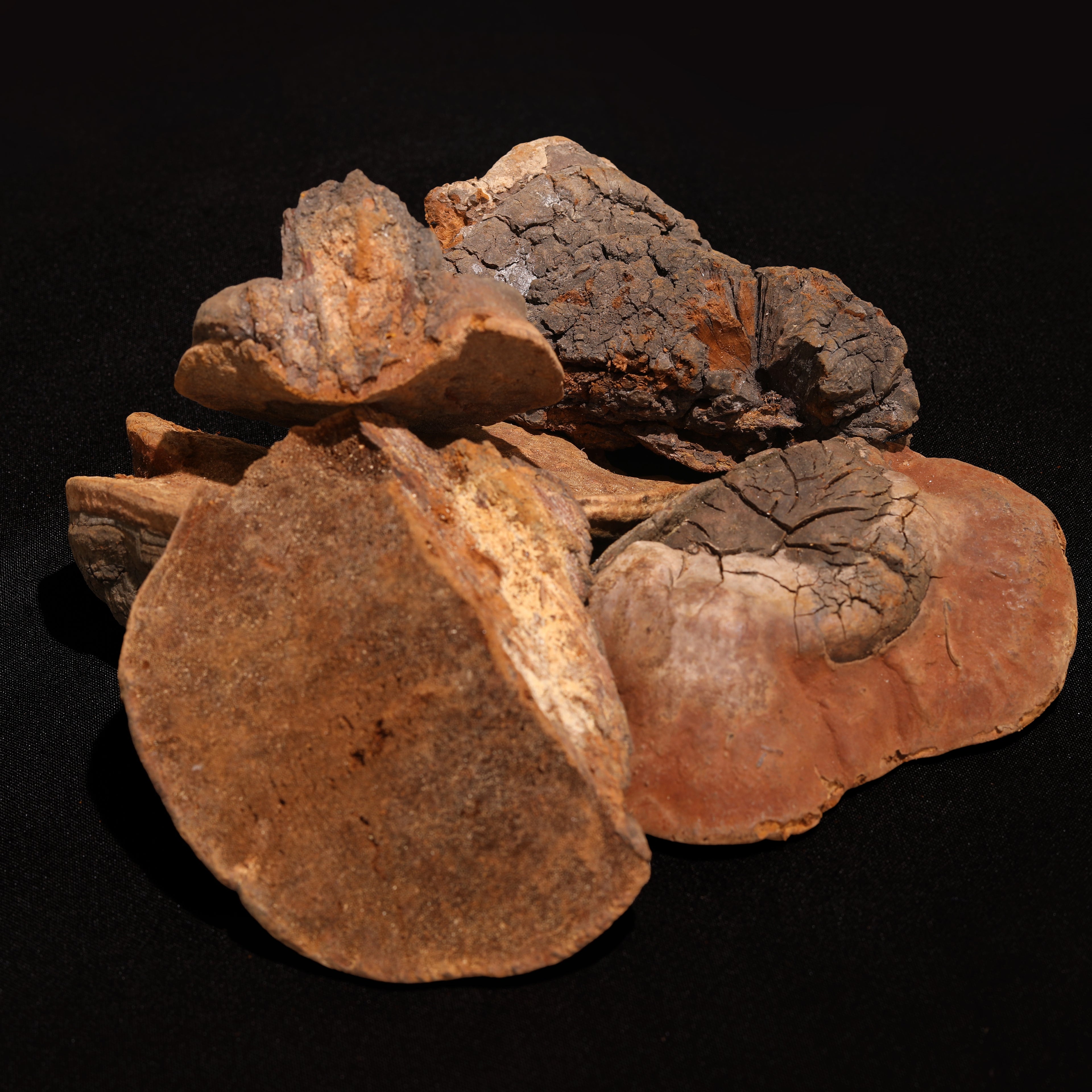 Dry Meishima Mushroom