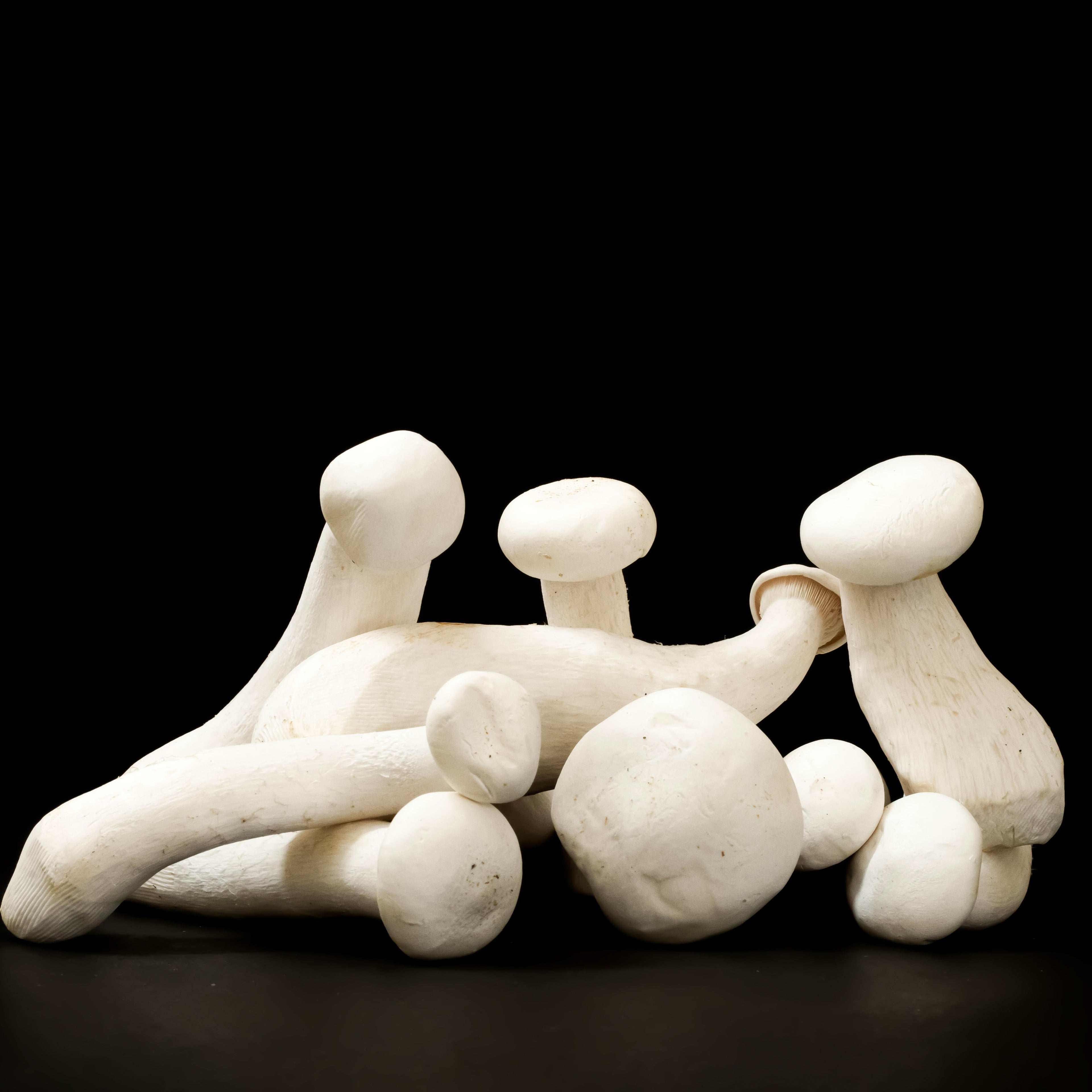 Milky White Mushroom