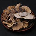 Dry Turkey Tail Mushroom
