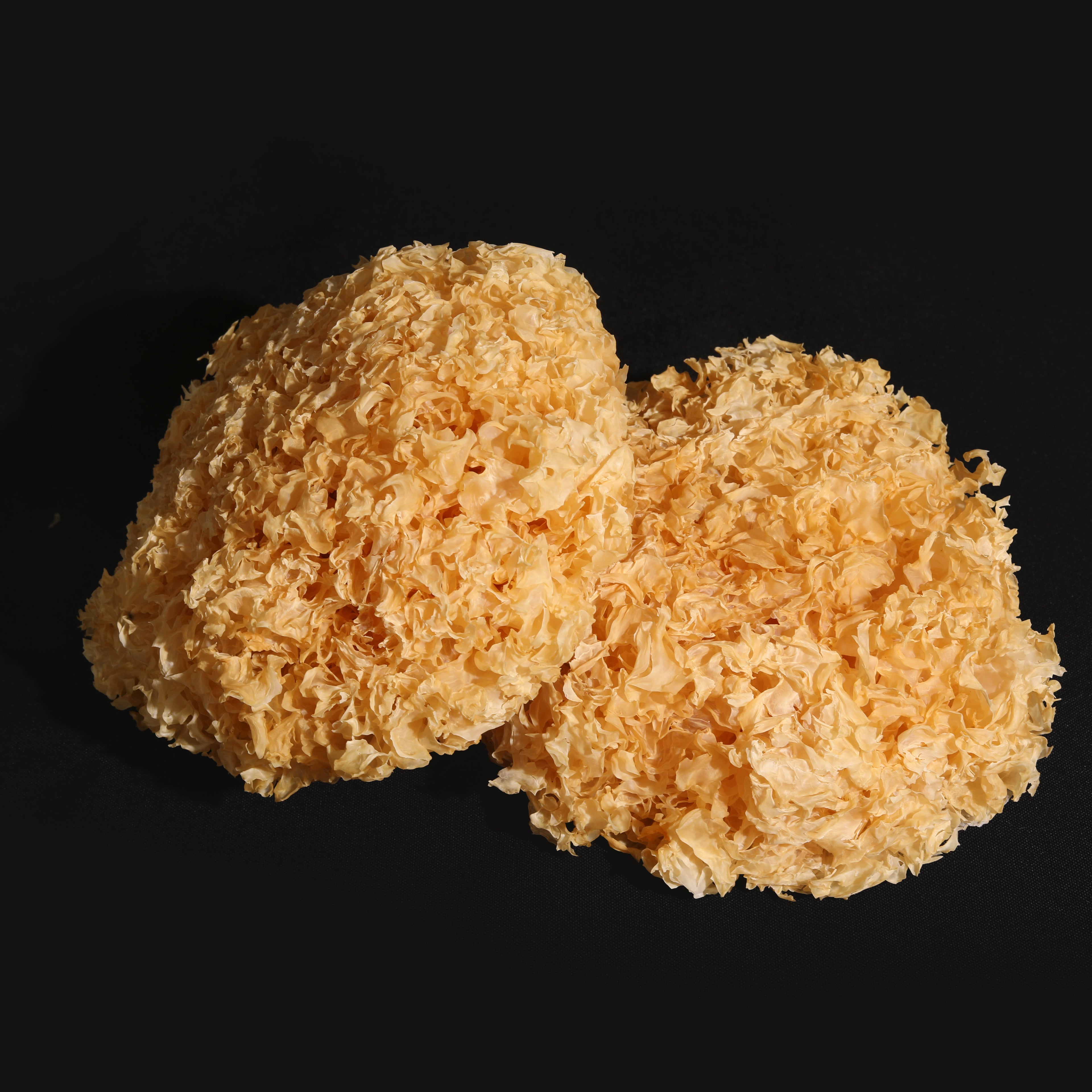 Trumella Mushroom